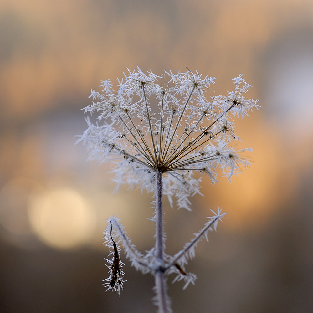 Blume im Schnee