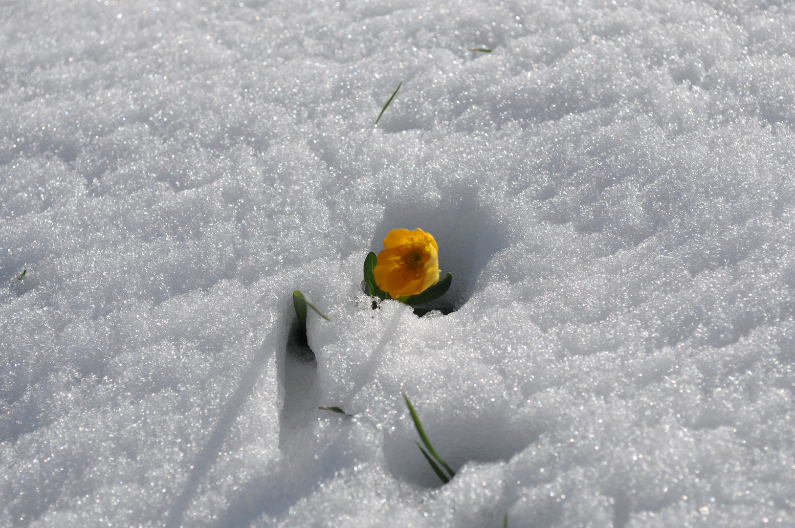 Blume im Schnee