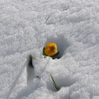 Blume im Schnee