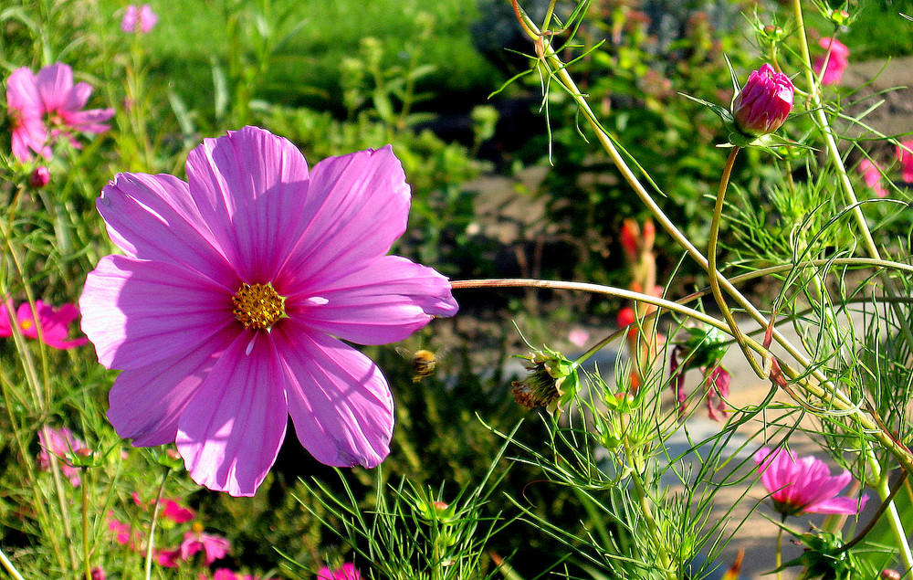 Blume im Sommer