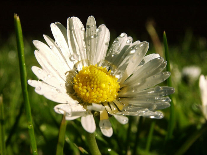 Blume im Sommerregen