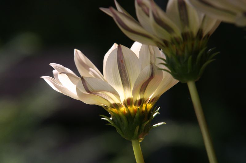 Blume im Sonnenlicht