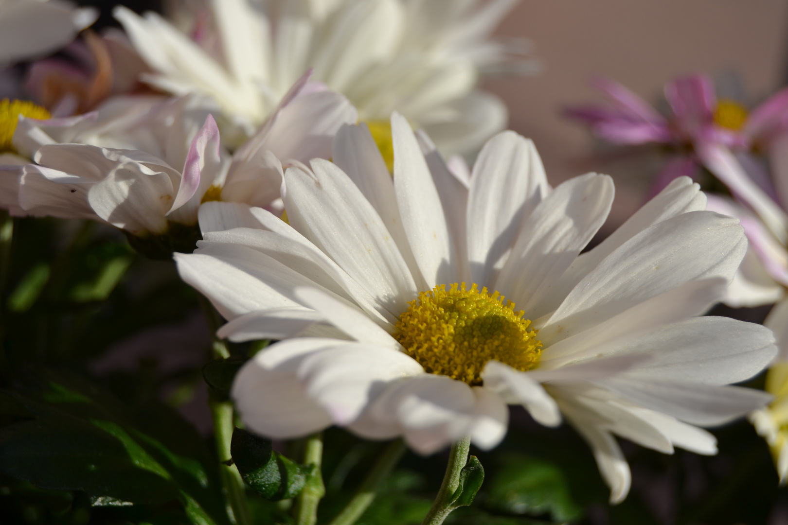 Blume im Sonnenschein