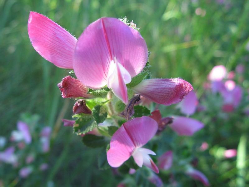 Blume im Sonnenschein