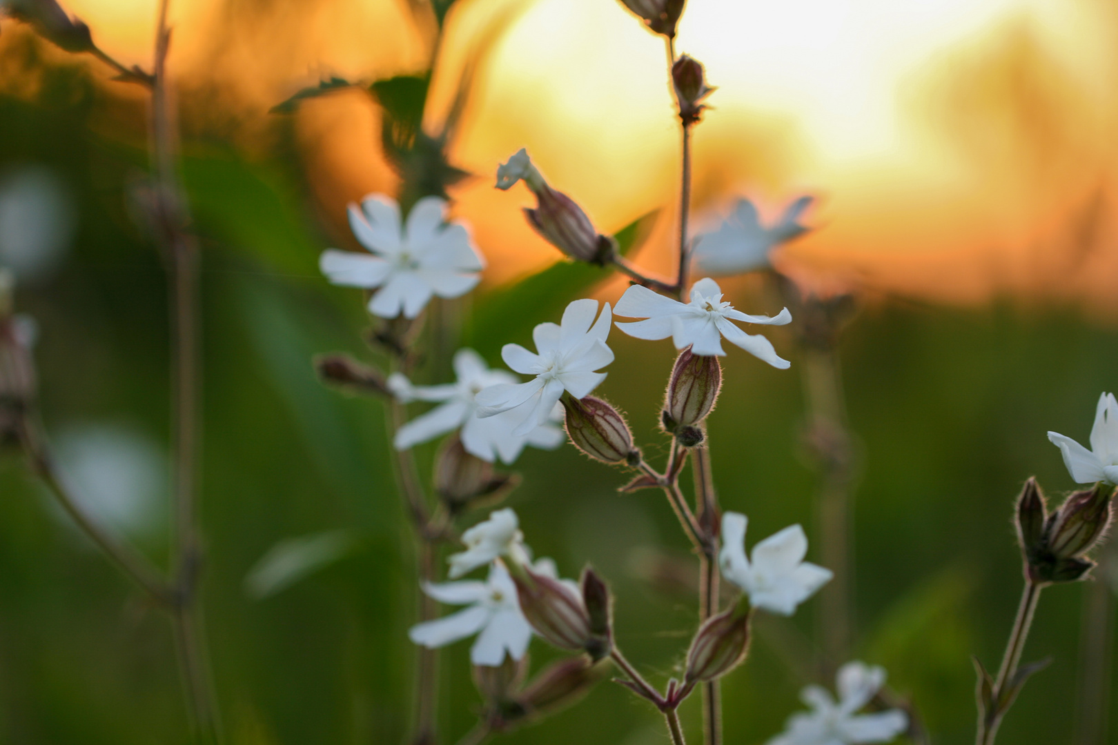 Blume im Sonnenuntergang