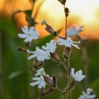 Blume im Sonnenuntergang