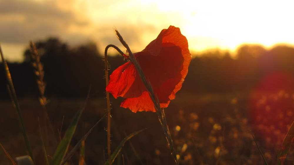 Blume Im Sonnenuntergang