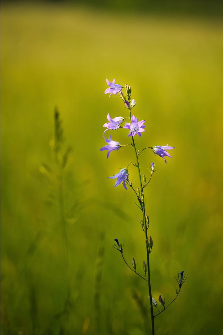 Blume im Sonnenuntergang