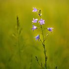 Blume im Sonnenuntergang