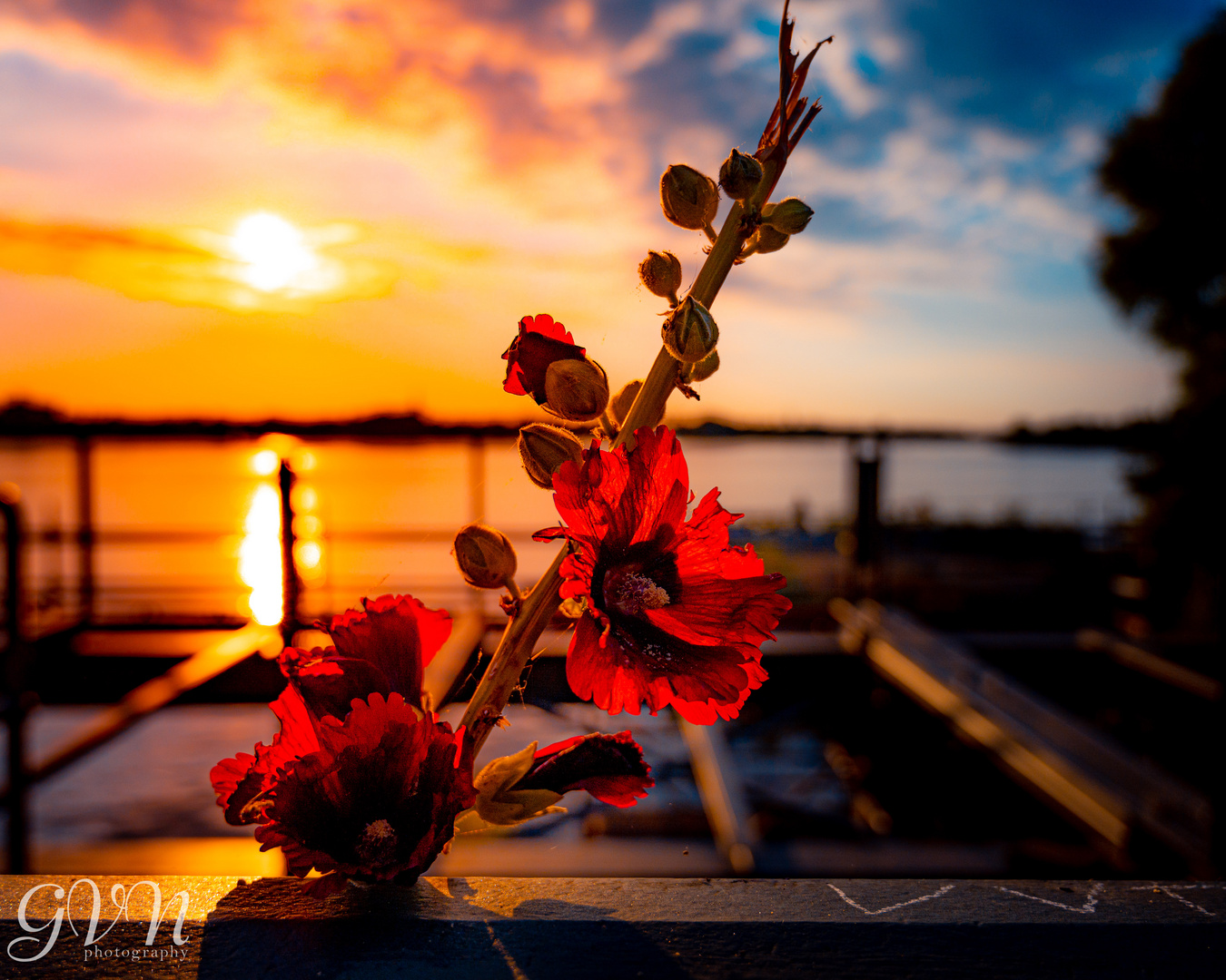 Blume im Sonnenuntergang