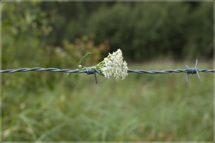 Blume im Stacheldraht