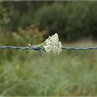 Blume im Stacheldraht