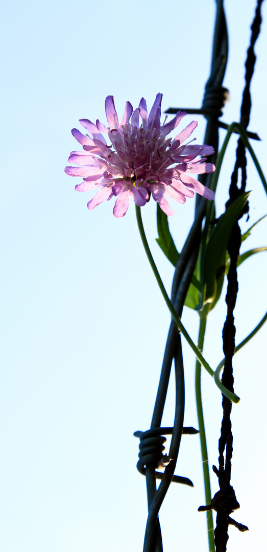 Blume im Stacheldraht