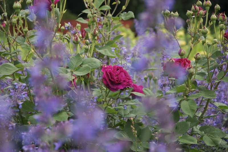 blume im stadtgarten