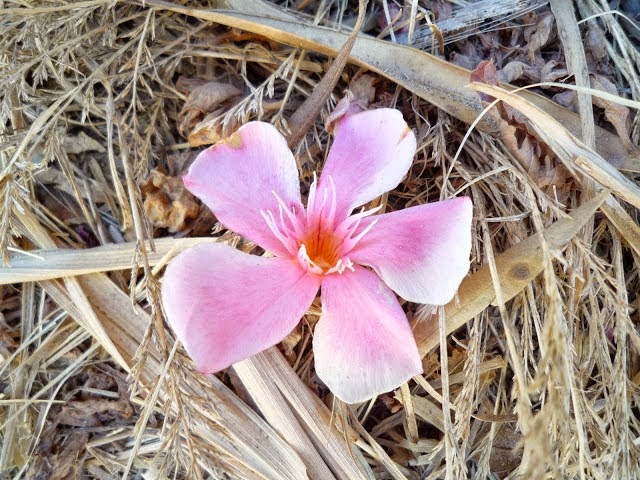 Blume im Stroh