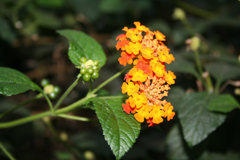 *Blume im Stuttgarter Zoo (Schmetterlingshaus)