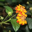 *Blume im Stuttgarter Zoo (Schmetterlingshaus)