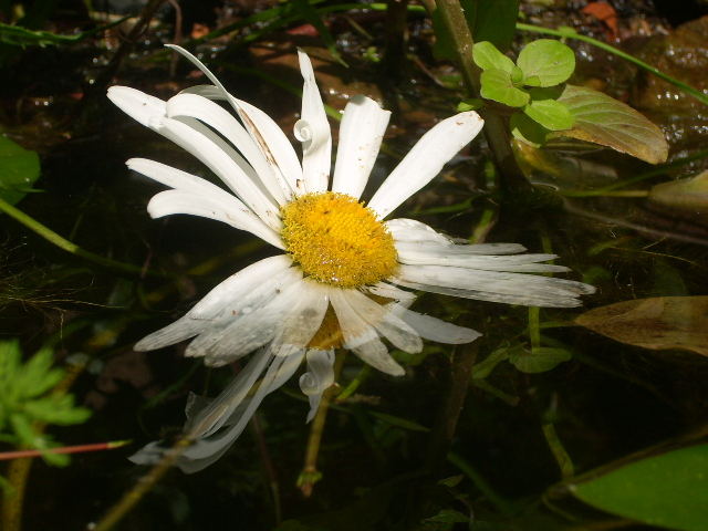 Blume im Teich