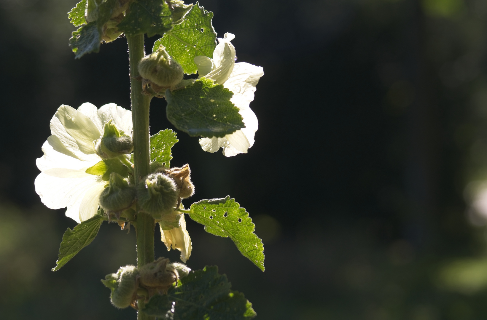 Blume im Tiergarten Berlin