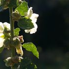 Blume im Tiergarten Berlin