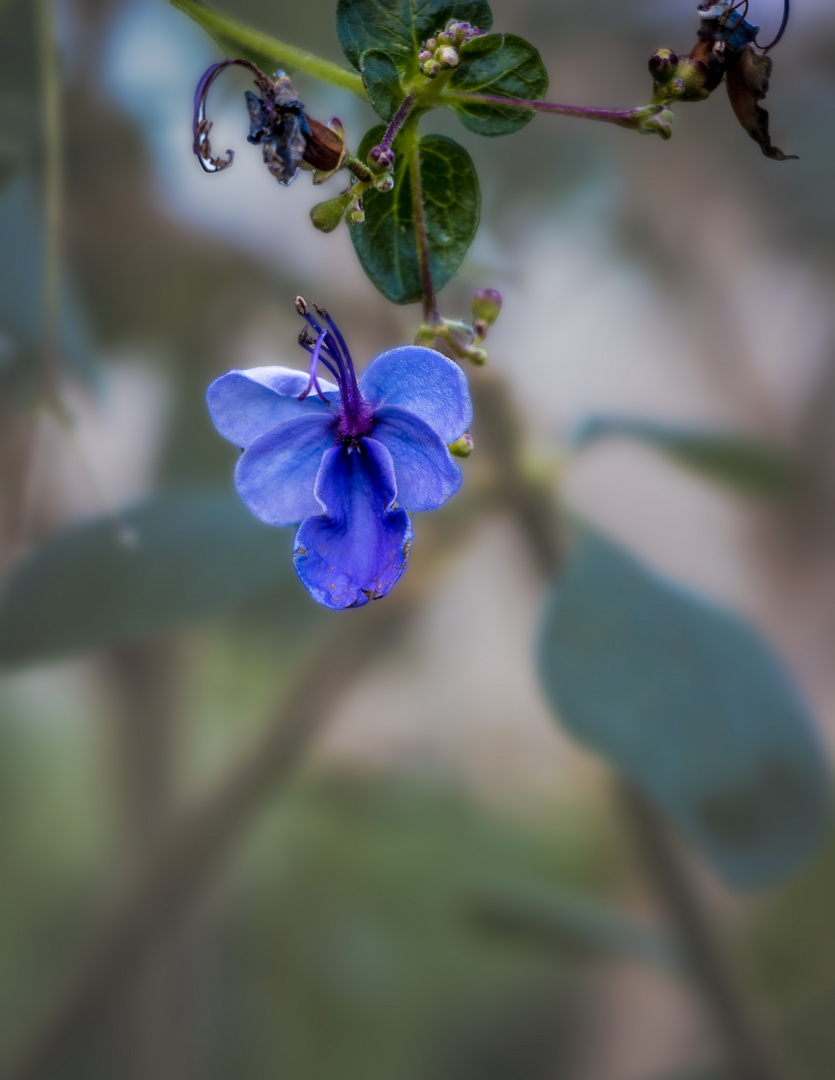 Blume im  Tropischen  Gewächshaus. Bitte keine Lobe ohne Anmerkung