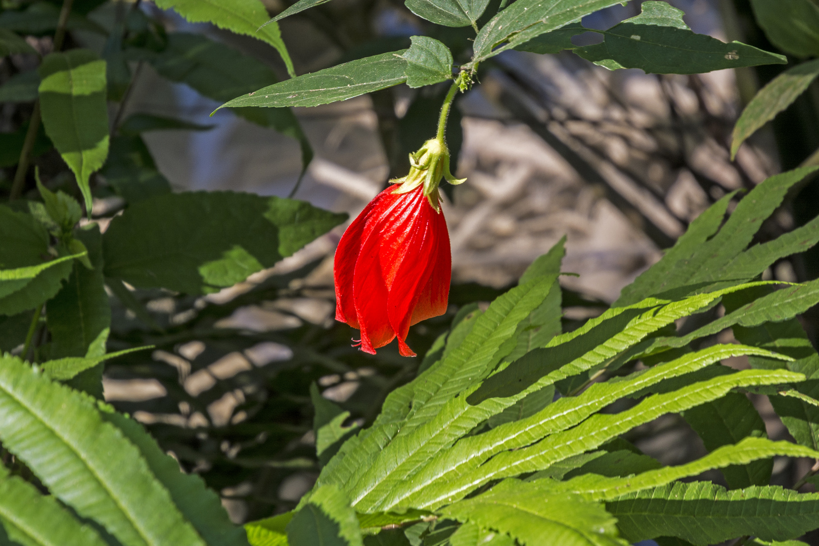 Blume im Urwald bei Luang Prabang