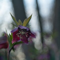 Blume im Wald