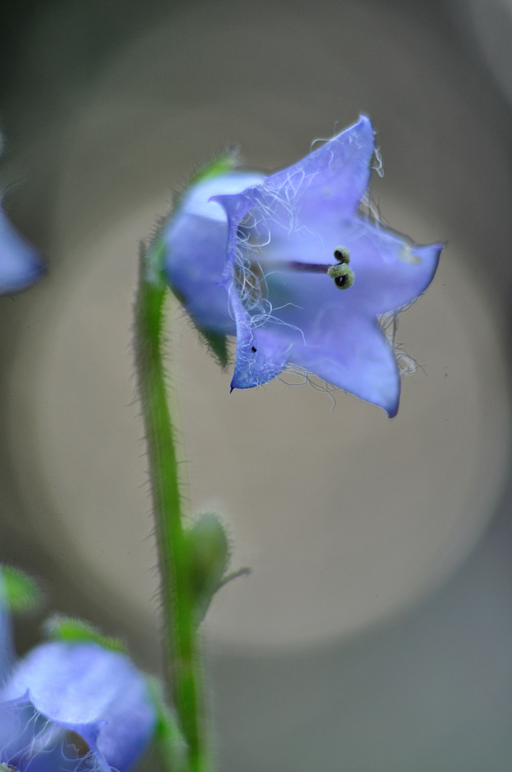 Blume im Wald.....