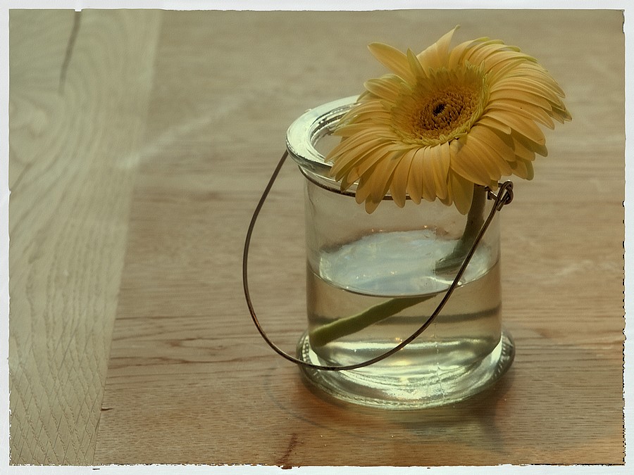 Blume im Wasserglas