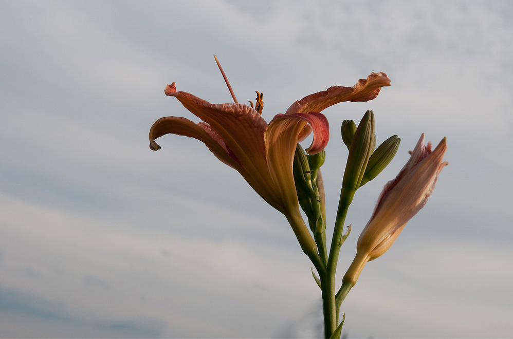 Blume im Wind