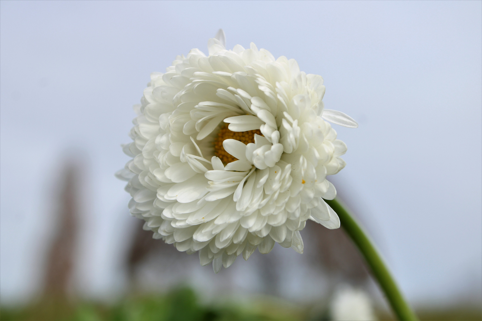 Blume im Wind