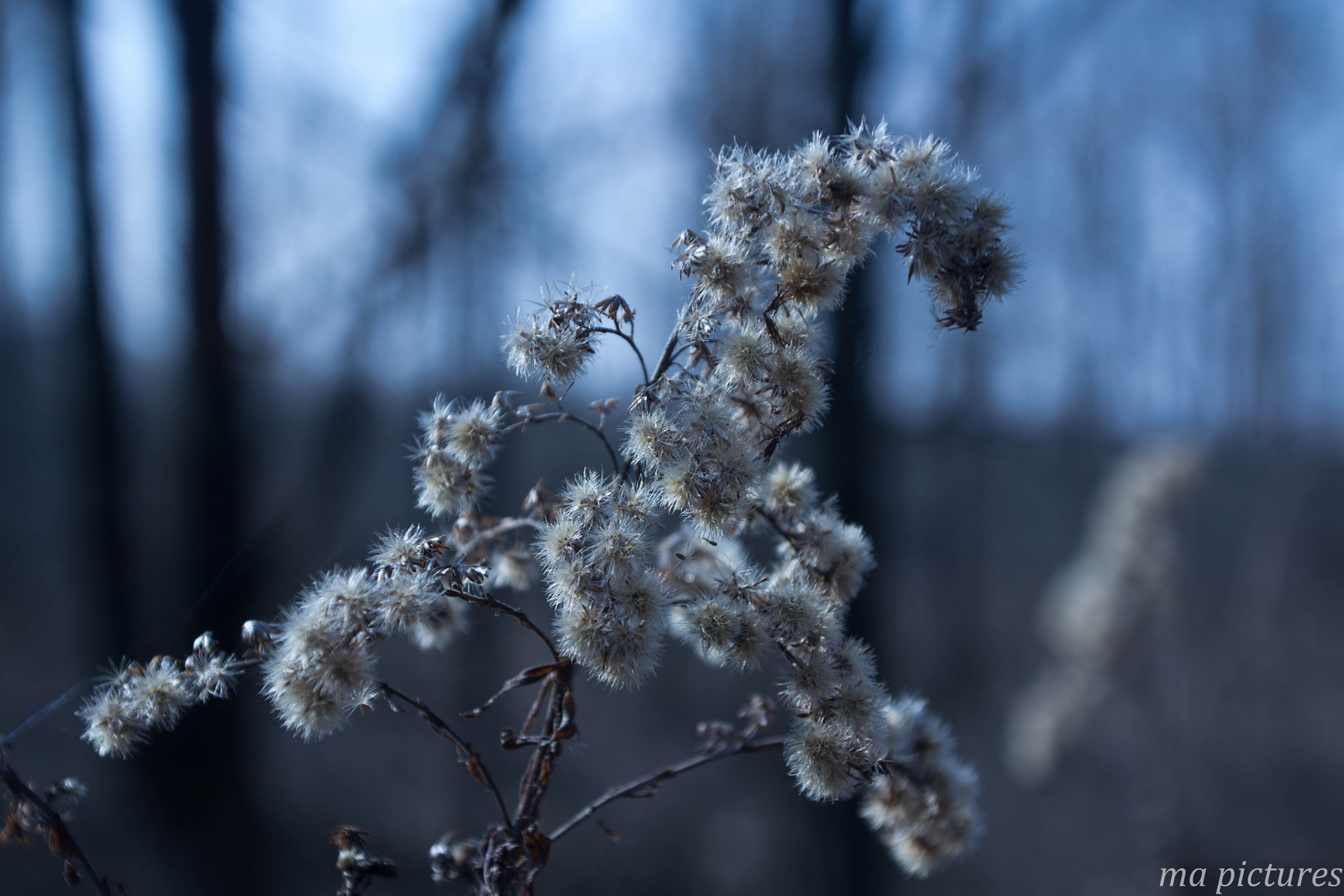 Blume im Winter