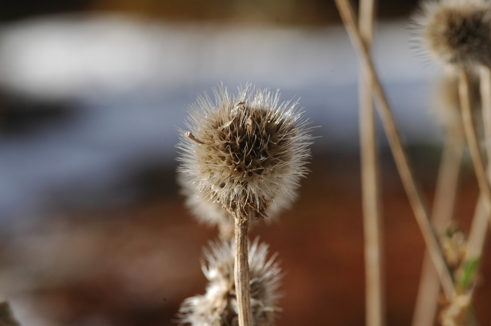 Blume im Winter