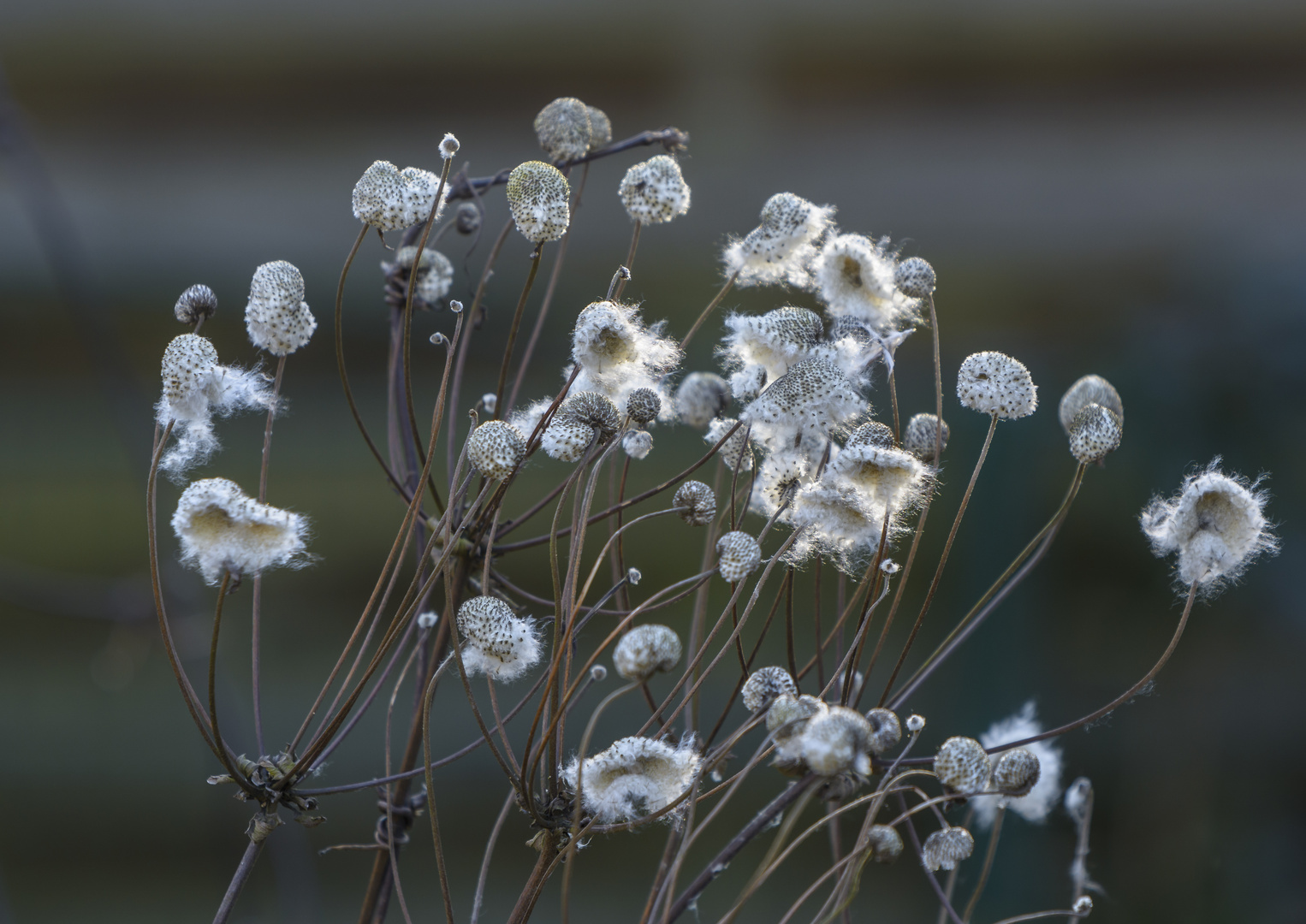 Blume im Winter (Herbst Anemone)