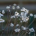 Blume im Winter (Herbst Anemone)