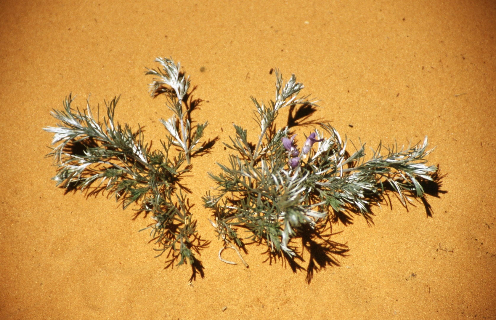 "Blume" im Wüstensand