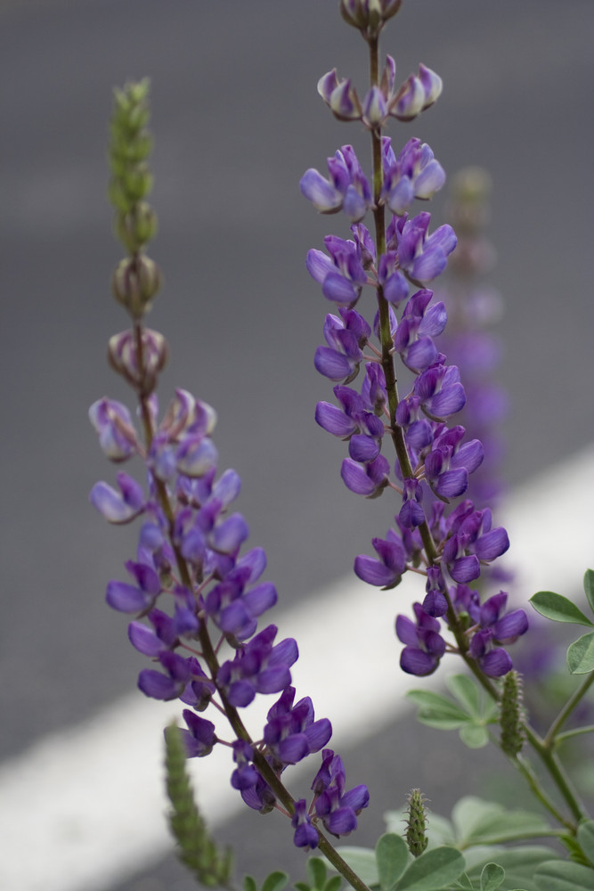 Blume im Yosemite Park