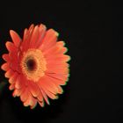 Blume in 3D