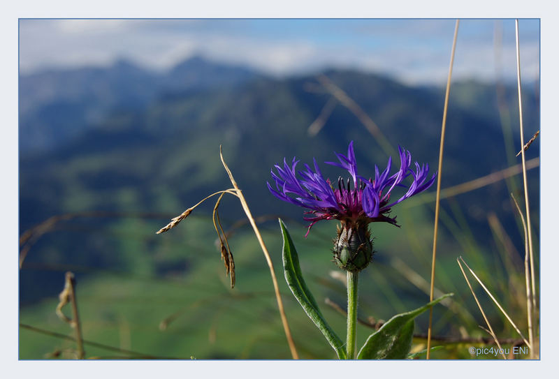 Blume in Alpenwiese