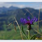 Blume in Alpenwiese