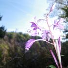 Blume in Bad Marienberg