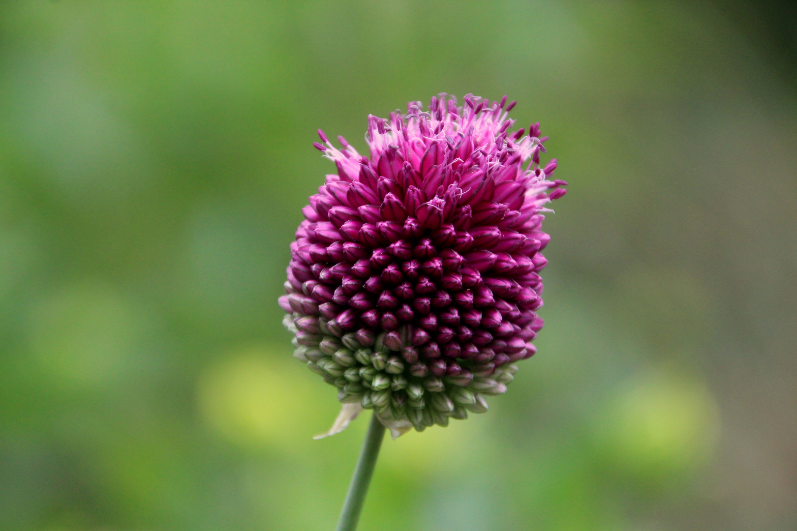 Blume in Blarney