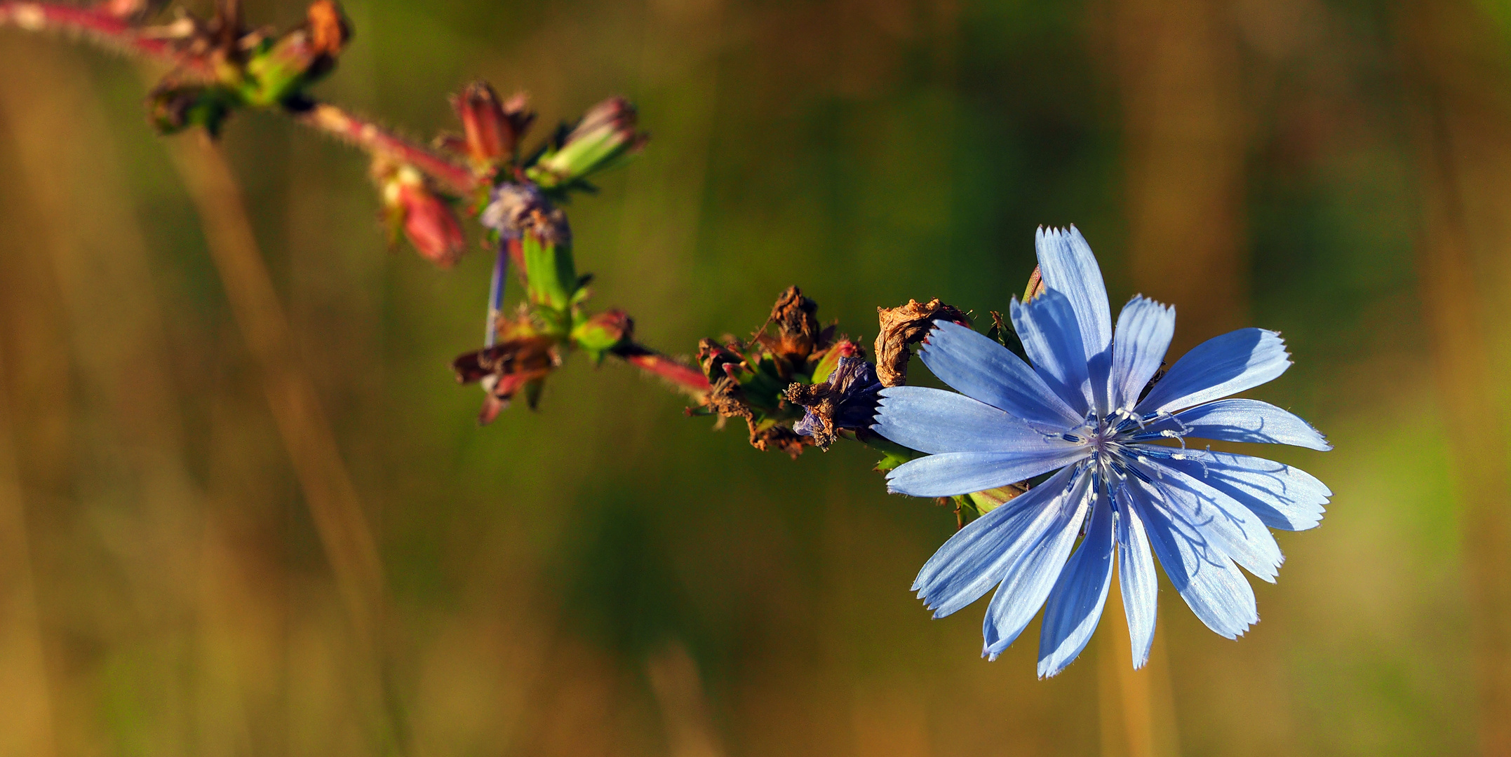 blume in blau