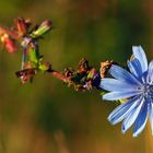 blume in blau