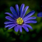 Blume in blau