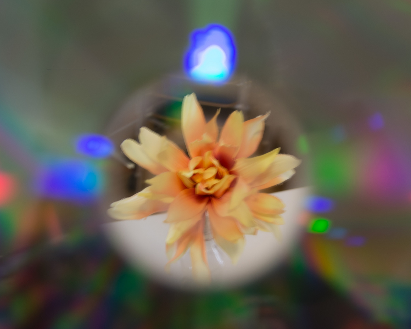 Blume in CD
