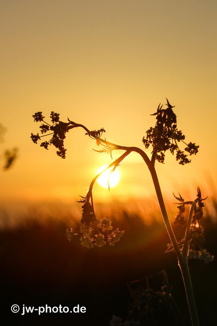 Blume in der Abendstimmung