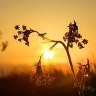 Blume in der Abendstimmung