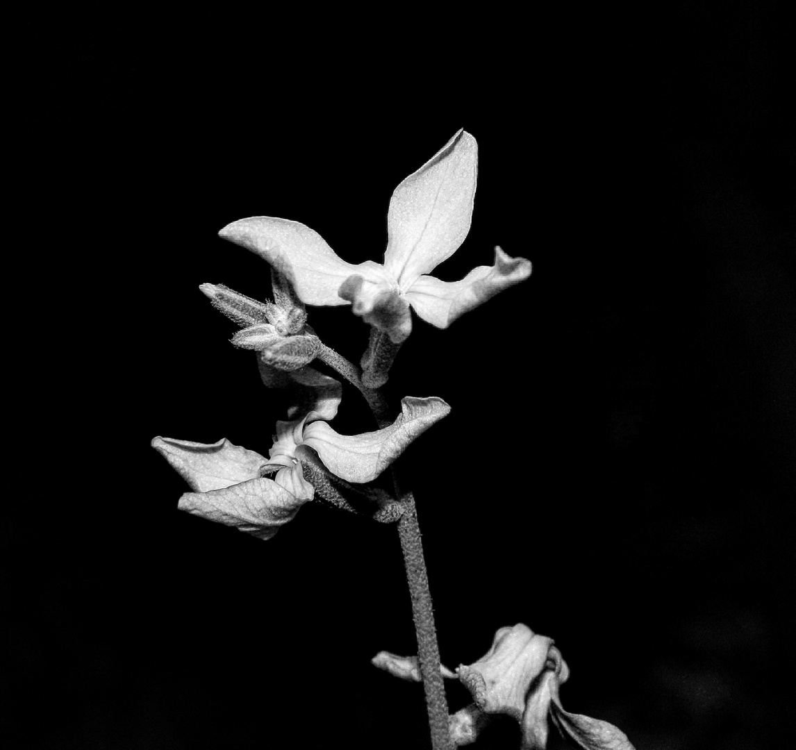 Blume in der Dämmerung 