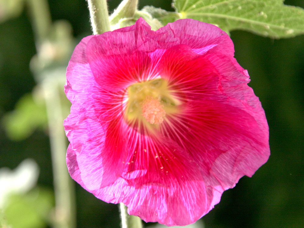 Blume in der Herbstsonne